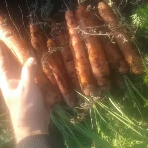 морковь,  картофель,  лук,  свекла,  капуста,  арбуз урожай 2016