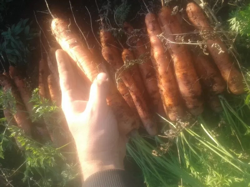 морковь,  картофель,  лук,  свекла,  капуста,  арбуз урожай 2016